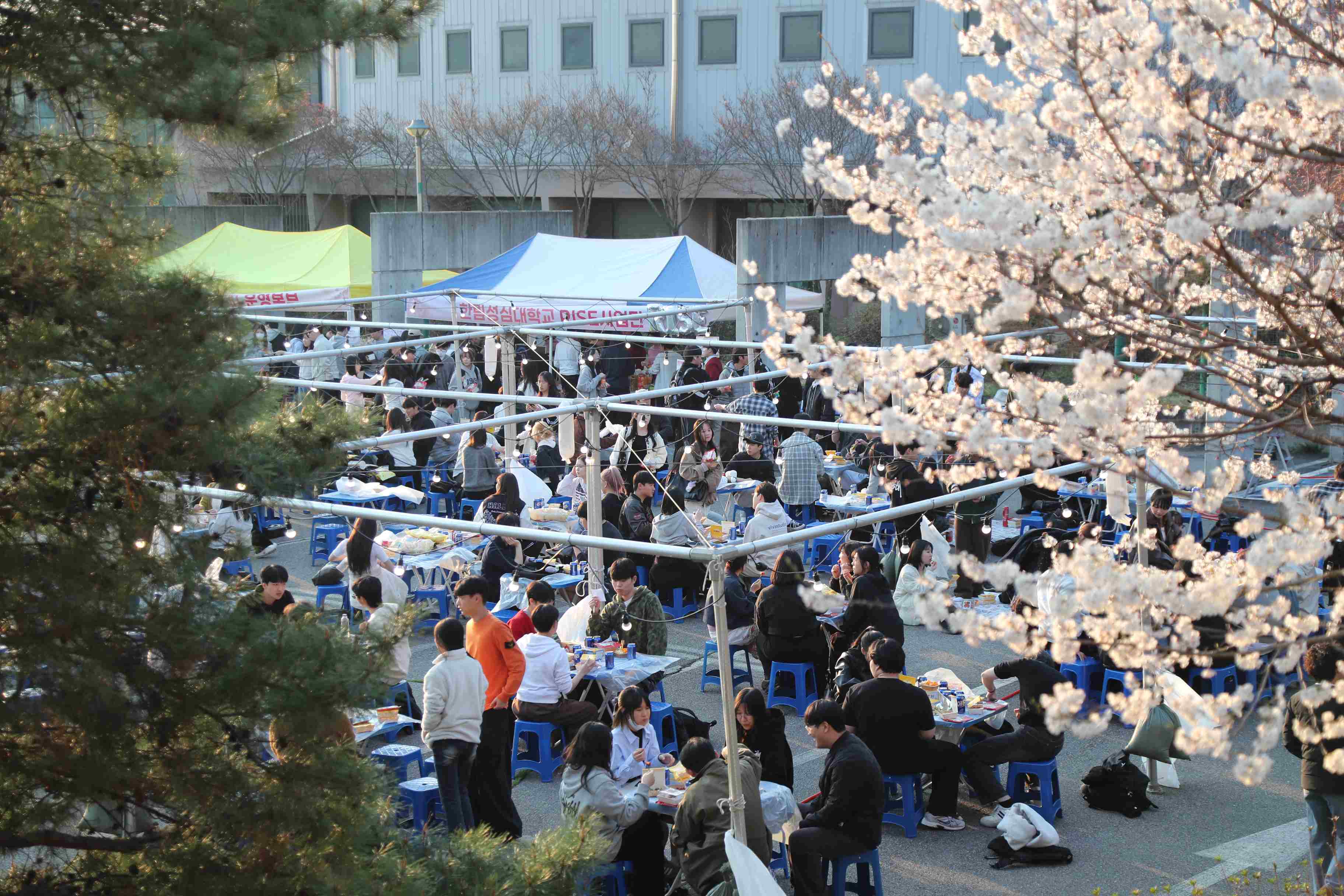 제2회 봄꽃축제 앵화제