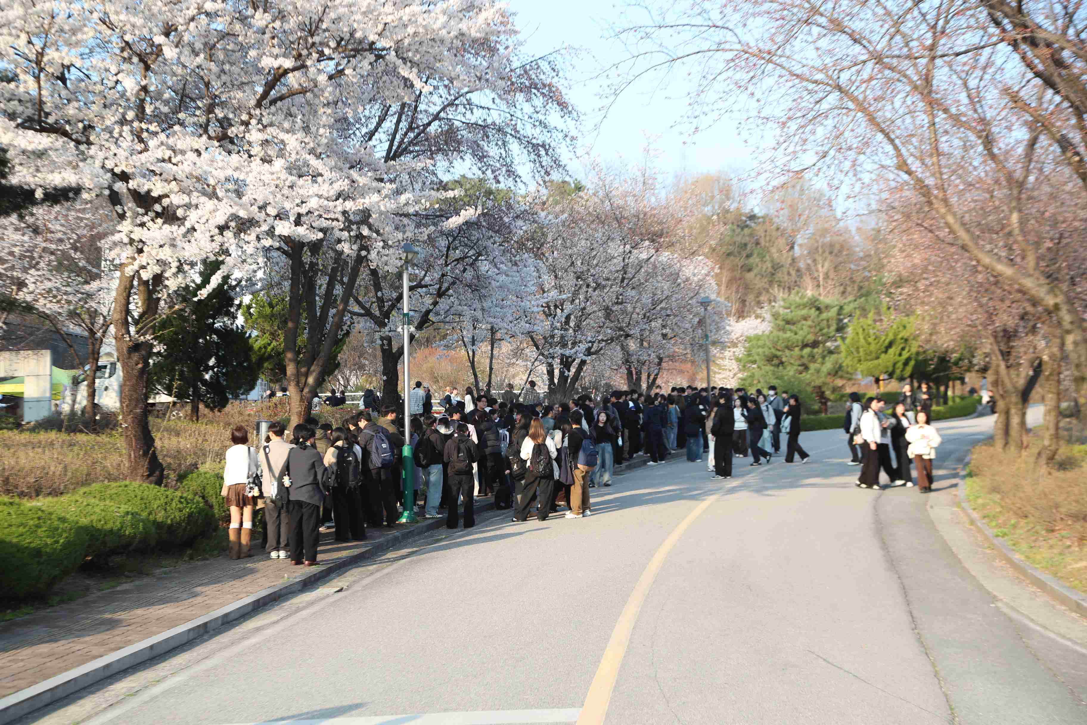 제2회 봄꽃축제 앵화제
